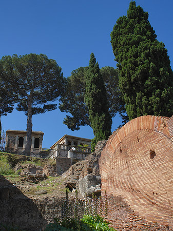 Bäume im Forum Romanum