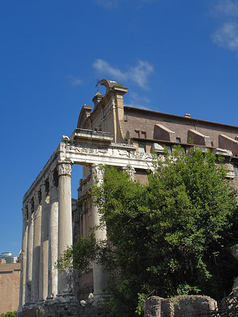 Tempel des Antoninus Pius und der Faustina Foto 