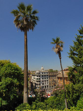 Palme an der Spanischen Treppe Foto 