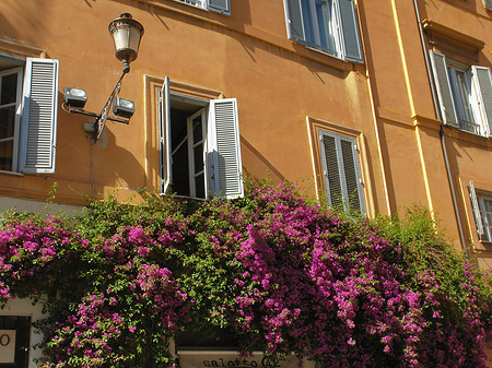 Foto Blumen in der Altstadt