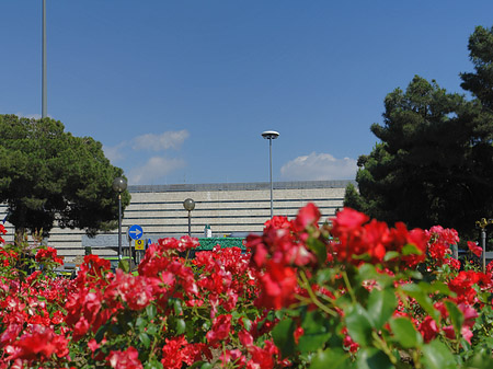 Blumen am Bahnhof Fotos