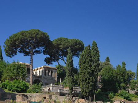 Foto Bäume im Forum Romanum