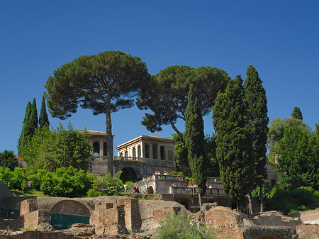 Bäume im Forum Romanum