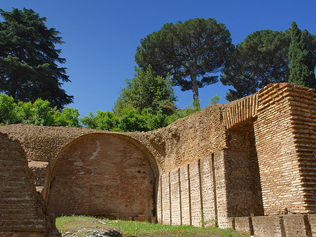 Bäume im Forum Romanum