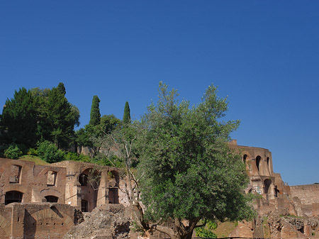 Foto Tempel der Vesta - Rom