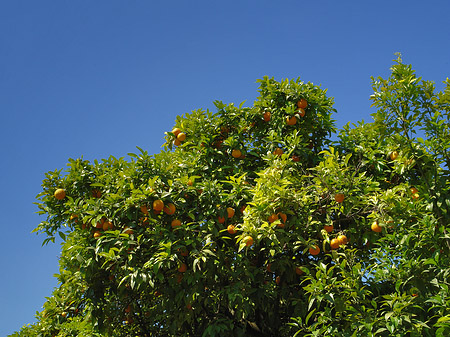 Bäume am Palatin Foto 