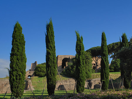 Foto Bäume am Palatino - Rom