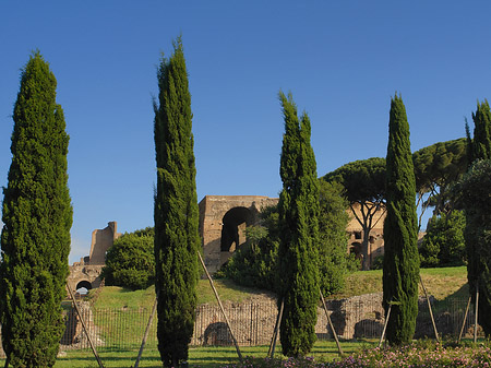 Bäume am Palatino Foto 