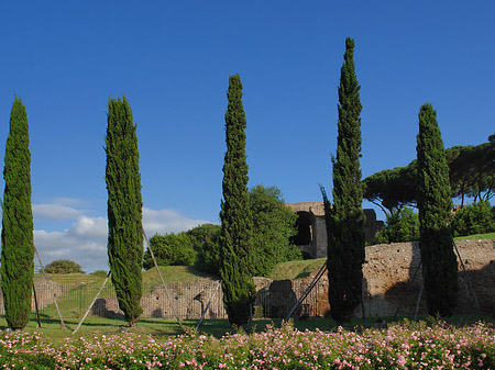 Foto Bäume am Palatino