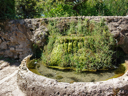 Fotos Brunnen am Palatin